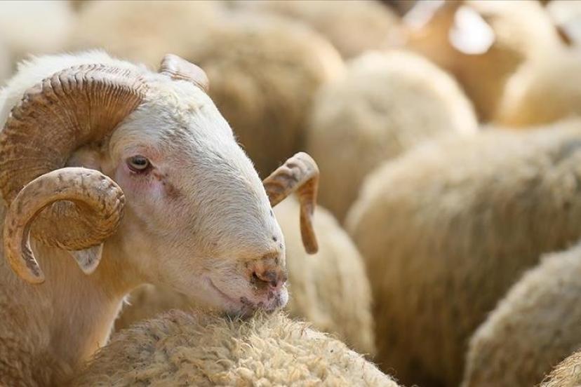 Kurban Bayramı ne zaman, bayram tatili 9 gün mü olacak? Bakan Ersoy'dan 9 günlük tatil açıklaması