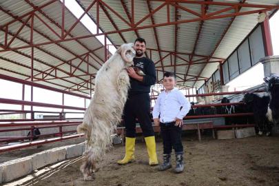 Kurban mesaisinde ’rekor’ heyecanı: 140 kilogramlık dev keçi
