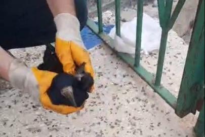 Poşete dolanan kargayı baba ve oğlu kurtardı