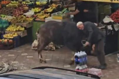 Sahibinin elinden kaçan manda vatandaşlara saldırdı