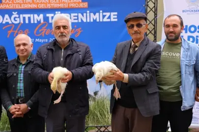 Samsun Büyükşehir'den üreticiye kaz desteği