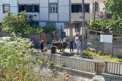 Sokak araları, boş arsalar ve site önlerinde kaçak kurban kesenlere ceza