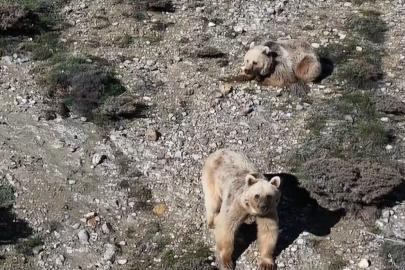 Sürüye yaklaşan 3 bozayıyı drone ile uzaklaştırdı