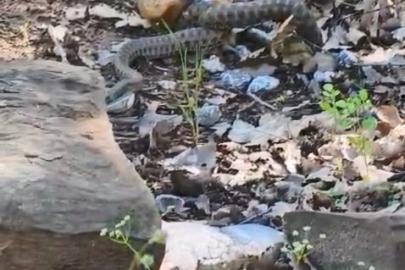 Tunceli’de kocabaş yılan, sincabı avladı