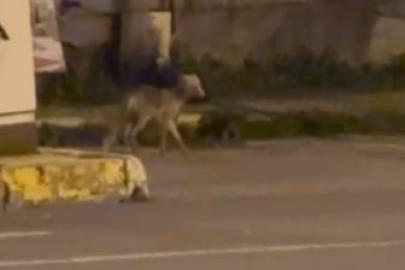 Ardahan’da gece şehre inen tilki kamerada