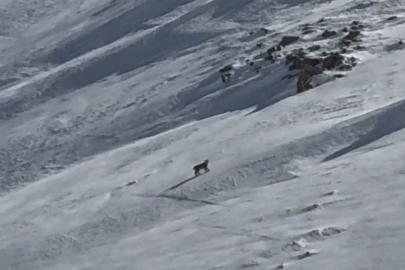 Bitlis’te nesli tehlike altında olan vaşak görüntülendi