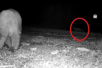 Doğa tutkunu genç fotokopanlarla yaban hayatının izini sürüyor