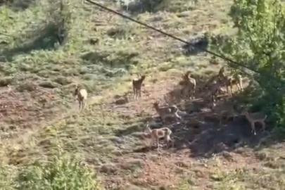 Elazığ’da koruma altındaki dağ keçileri sürü halinde görüntülendi