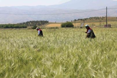Elazığ’da süne sürveyi ve CBS çalışmaları sahada değerlendirildi