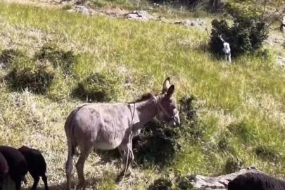 Elazığ’da sürüden ayrılan eşeği dronun sesi geri getirdi