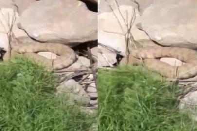 Hakkari’de koca engerek yılanı görüntülendi