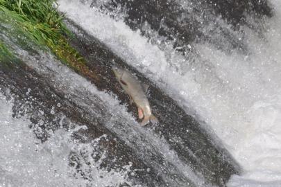 Kars’ta tatlı su kefallerinin ölümüne göçü başladı