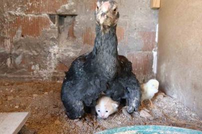 Kümesin davetsiz misafiri yavru kedi anne tavuğun altına sığındı