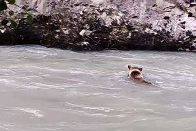 Munzur Nehri’ni geçmeye çalışan ayının mücadelesi kamerada