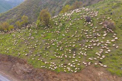 Muşlu besicilerin yaylalara yolculuğu başladı