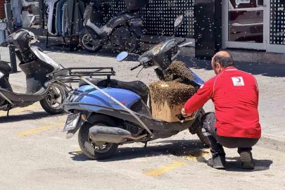 Şehrin göbeğinde oğul veren arılar ilgi odağı oldu