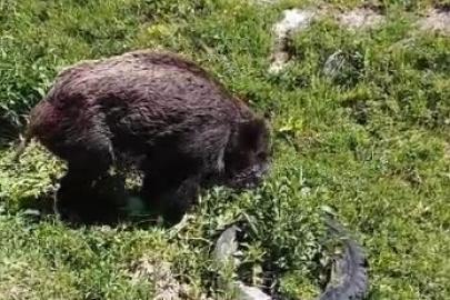 Yaralı domuz köy yakınlarında görüntülendi