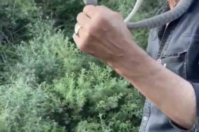 Zehirli engerek yılanını yakalayıp boynuna doladı: "Benim yaptığımı yapmayın"