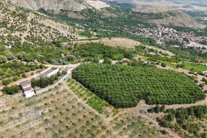 Erzincan’ın yüksek rakımlı kiraz bahçesinde hasat mesaisi