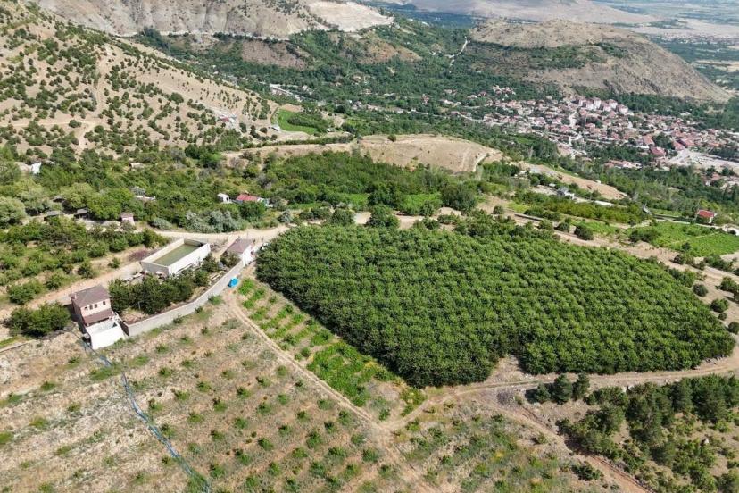 Erzincan’ın yüksek rakımlı kiraz bahçesinde hasat mesaisi