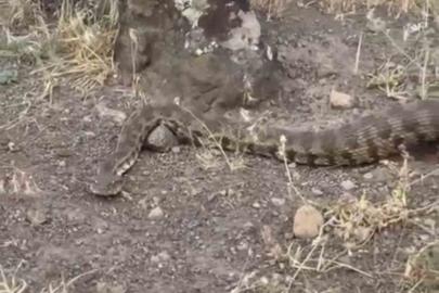 Iğdır’da yerleşim alanına giren koca engerek doğaya salındı