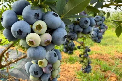İpsala’da 'mavi altın' hasadı... Alternatif tarımda yükselen değer