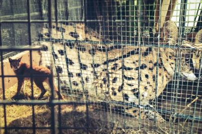 Kaçak getirilen 2 vaşak ve 2 serval kedisi gümrükte kurtarıldı