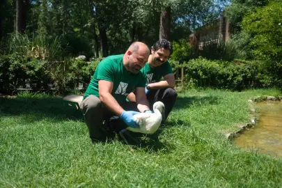 Kocaeli Ormanya’da 4 yavru leylek koruma altında