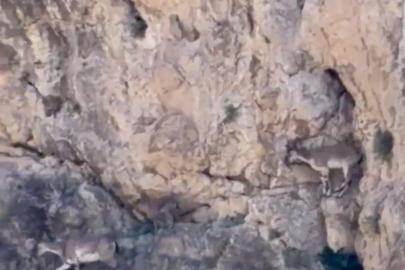 Malatya’da yaban keçileri sürü halinde görüntülendi