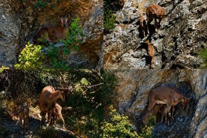 Munzur Dağları’nda anne ve iki yavru dağ keçisi görüntülendi
