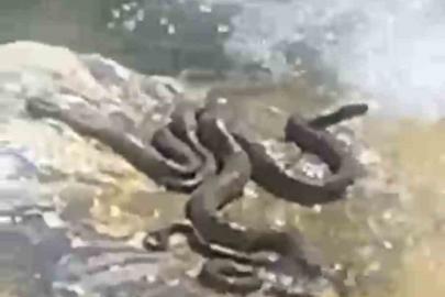 Sıcaktan bunalan yılanlar su kenarında serinledi