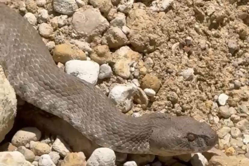 Tunceli’de koca engerek yılanı görüntülendi