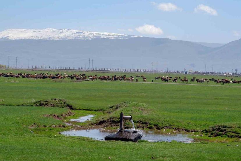 1933’te Danimarka gözünü Erzurum ve Kars’a çevirdi: Hedefleri süt üretimi yapmaktı