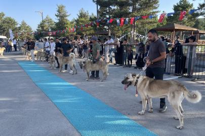 Dünyaca ünlü "Bozkırın aslanları" podyuma çıktı. Kangallar en güzel seçilmek için yarıştı