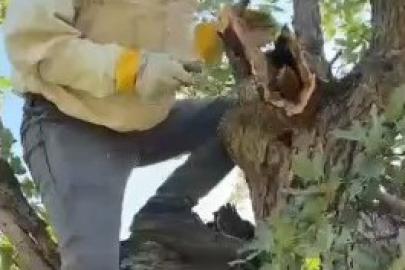 Elazığ’da ağacın gövdesinden 3 kilo bal çıktı