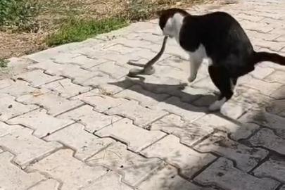 Elazığ’da kediyle yılanın kavgası kameraya yansıdı