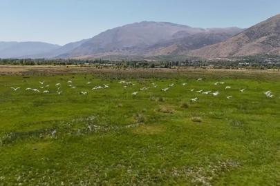 Göç yolundaki leyleklerin Erzincan molası havadan görüntülendi