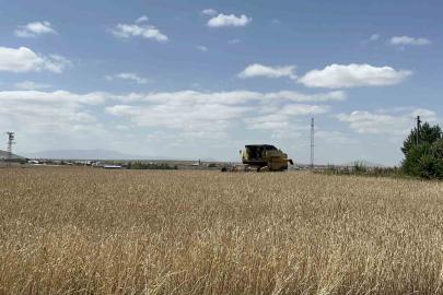 Kars’ta arpa ve yulaf hasadı hızlandı: Çiftçiler gün doğmadan tarlaya giriyor