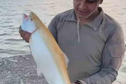 Keban Baraj Gölü’nde  sarı renkli albino alabalık yakalandı