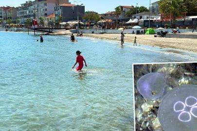 Marmara'da denize girenlerin korkulu rüyası oldular. Temas edince hemen deniz suyuyla yıkayın