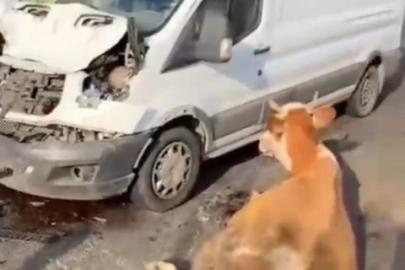 Minibüsün çarptığı inekler son anda kesildi