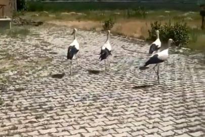 Tedavisi yapılan leylekler doğaya bırakıldı