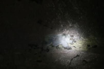 Tunceli’de gece kamerasında domuz ve ayı aynı anda görüntülendi