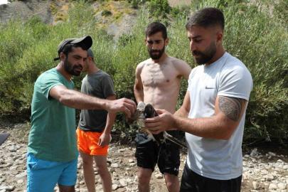 Ağaca çarpıp suya düşen kızıl şahin kurtarıldı