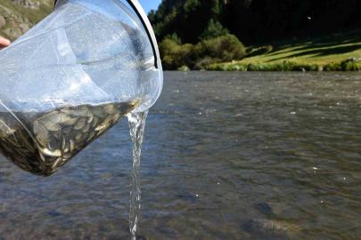 Ardahan’da 300 bin yavru sazan balığı nehre bırakıldı