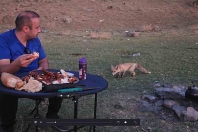 Bitlis’te piknik sofrasına davetsiz misafir