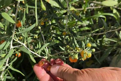 Çin tıbbının 2 bin yıllık şifa kaynağı "Goji Berry" Bitlis topraklarında hayat buldu