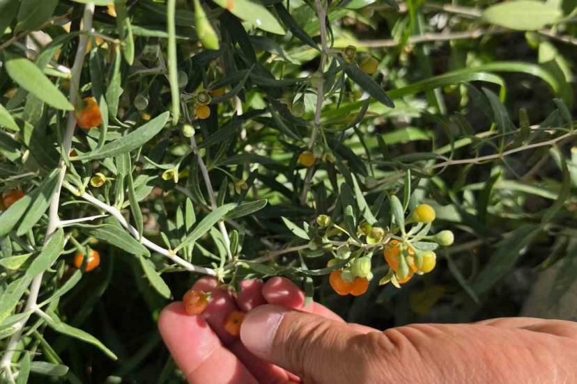 Çin tıbbının 2 bin yıllık şifa kaynağı "Goji Berry" Bitlis topraklarında hayat buldu
