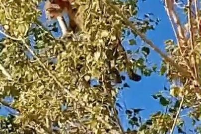 Elazığ’da ağaç üzerindeki vaşak görüntülendi