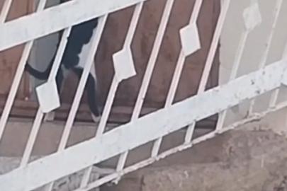 Elazığ’da bir kedi, evin kapısını açarak içeri girdi